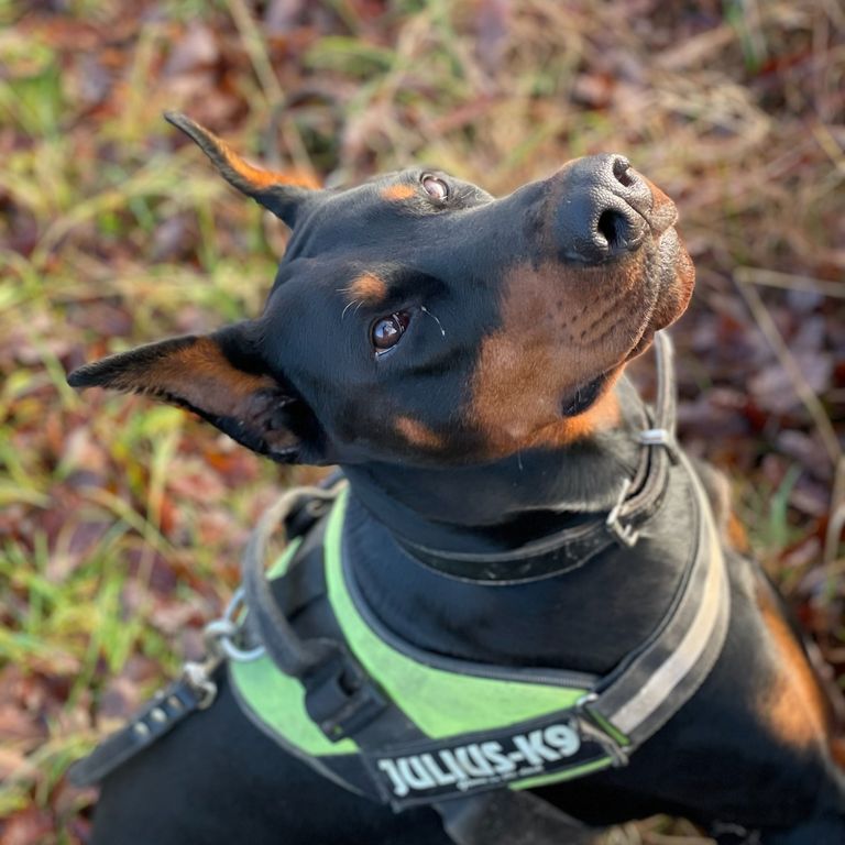 Julius hotsell k9 doberman
