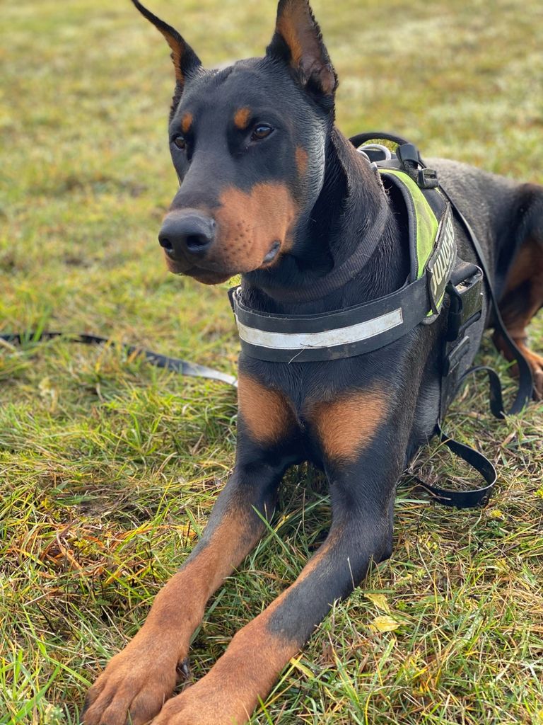 liegender Doberman, Gesicht und Vorderbeine