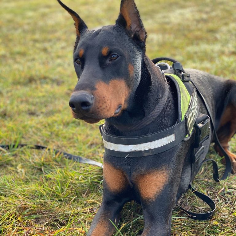 Doberman Face