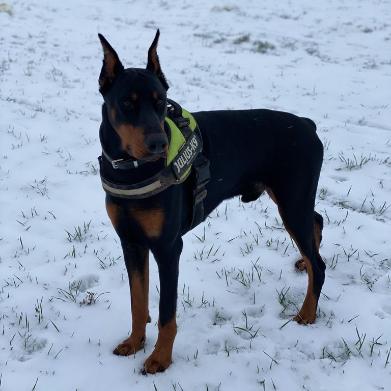 Dobermann im Schnee