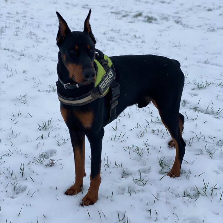 Doberman standing in snow