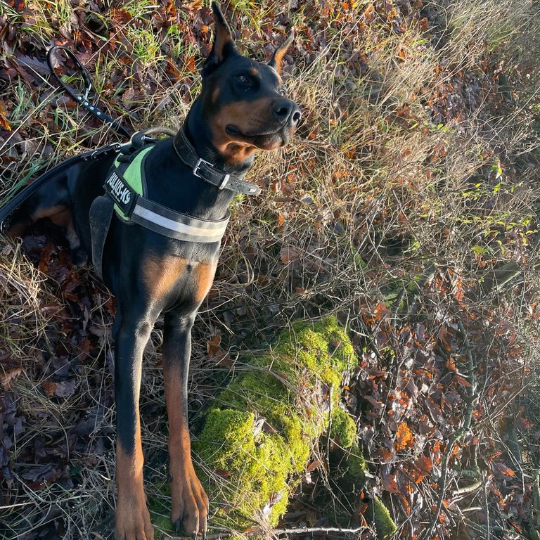 Doberman sitting on a fallen tree and listen